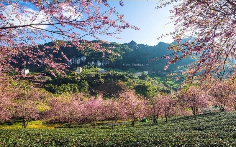 Sắc hoa mùa xuân phủ khắp núi rừng Sa Pa